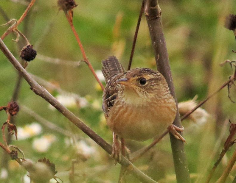 Harrington Beach 2020 10 3 <b>Sedge Wren</b> by Jeff Baughman Forest Beach Migratory Preserve