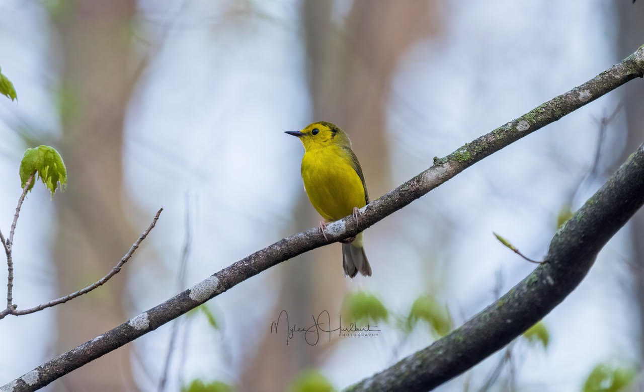 Hooded Warbler Female