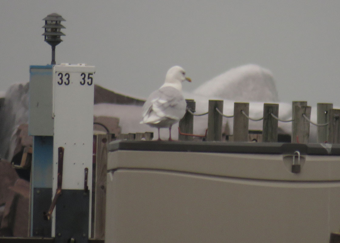 <b>Iceland Gull</b> ad 2019 1 12 SouthShoreYachtClub 4781