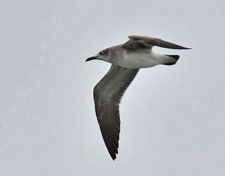 <b>Laughing Gull</b> im 2021 1 17 Port Washington1 Adam Knueppel crop