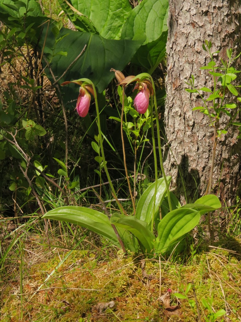 Moccasin Flower Spruce Lk Bog lowres