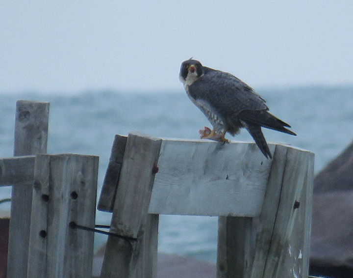 <b>Peregrine Falcon</b> 2021 1 17 South Shore Milw 3463 crop TSchultz