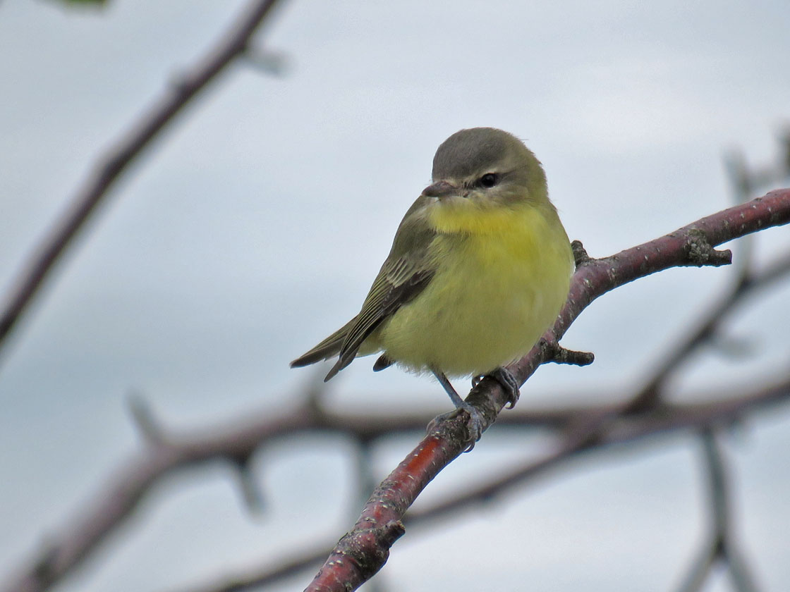 <b>Philadelphia Vireo</b> 2020 10 3 Harrington Beach SP 5304