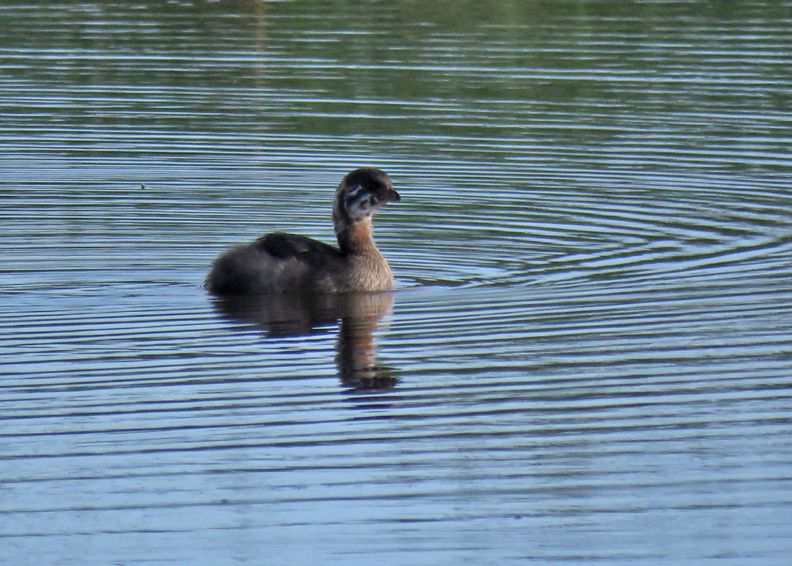 Pied billed Grebe juv 2019 8 10 Horicon OldMarshRd 1804