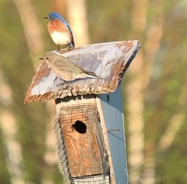 RARE MT Bluebird photo 6 20