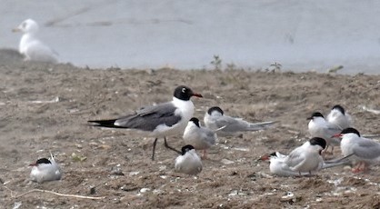 RARE <b>Laughing Gull</b> 6 20