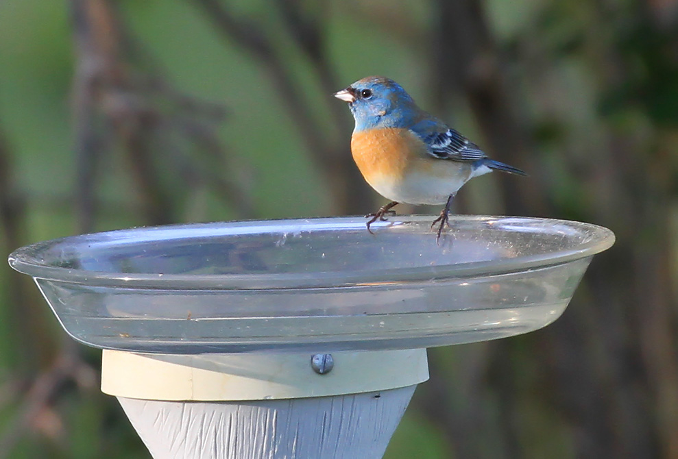 RARE <b>Lazuli Bunting</b> photo 7 20