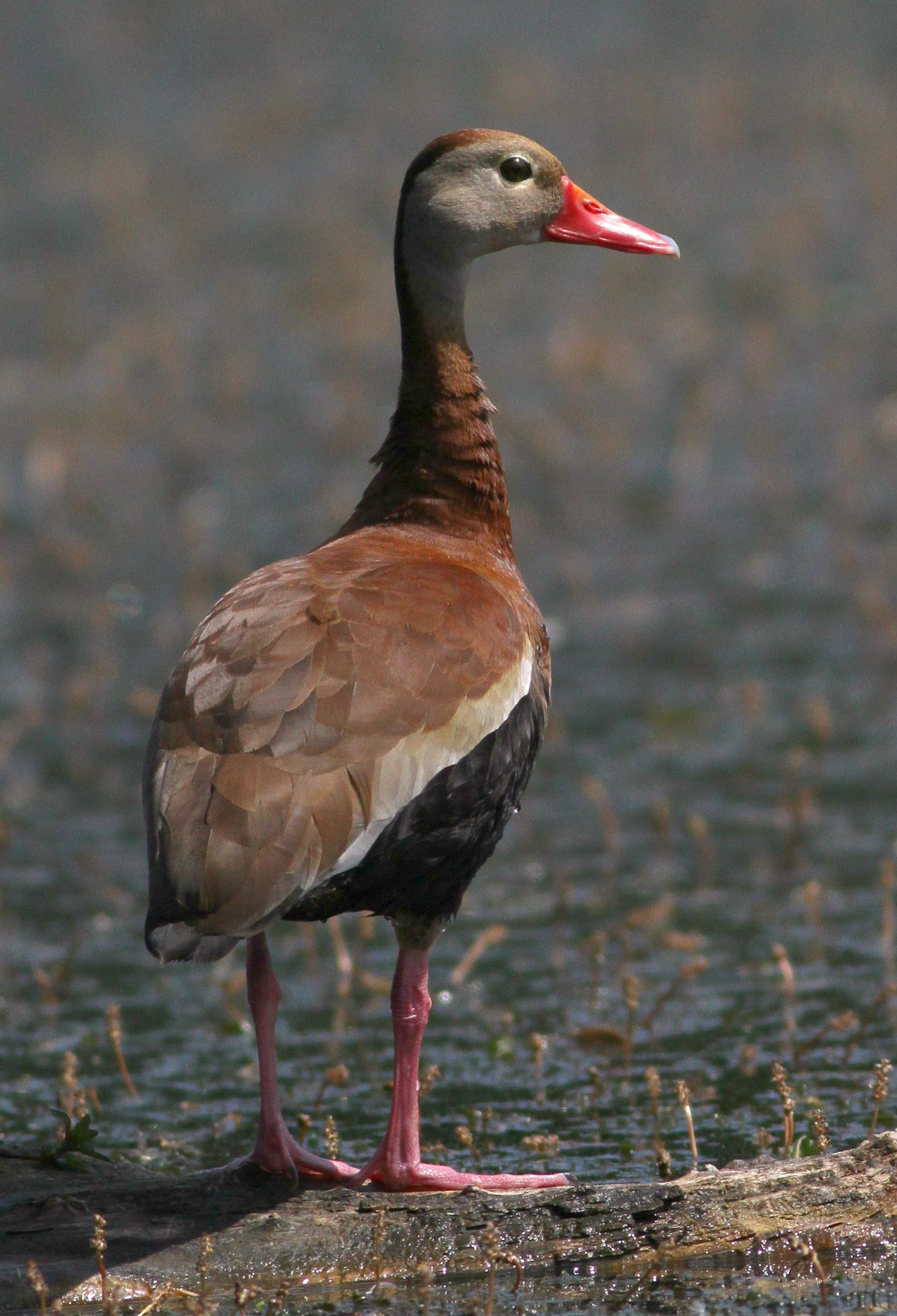 RARE black bellied whistling duck photo 7 20 TakenByJimEdlhuber