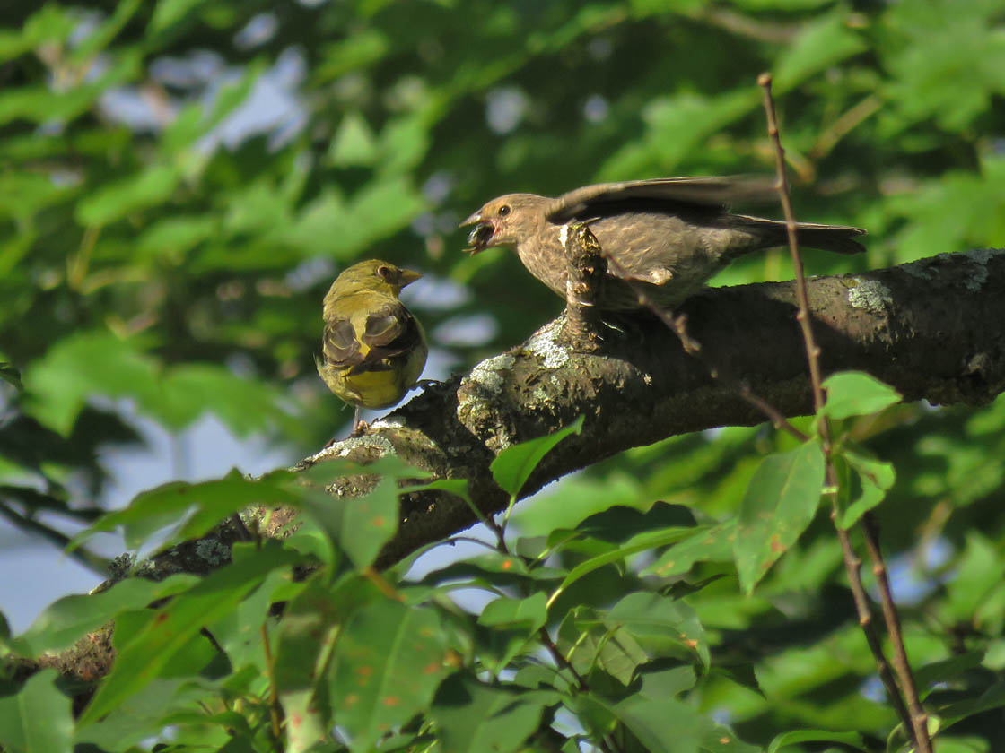 <b>Scarlet Tanager</b> f with juv cowbird 2019 8 24 HoneyCreek 3621