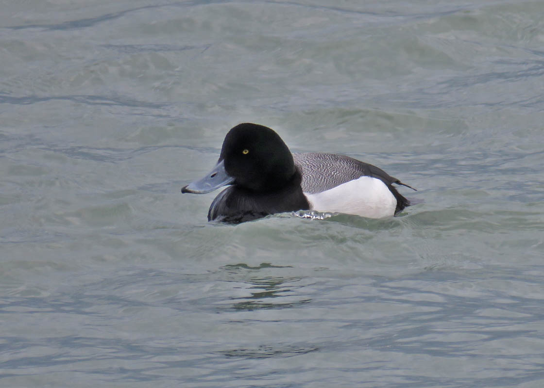 Sheboygan field trip 2019 3 10 9612 <b>Greater Scaup</b> PortWashington