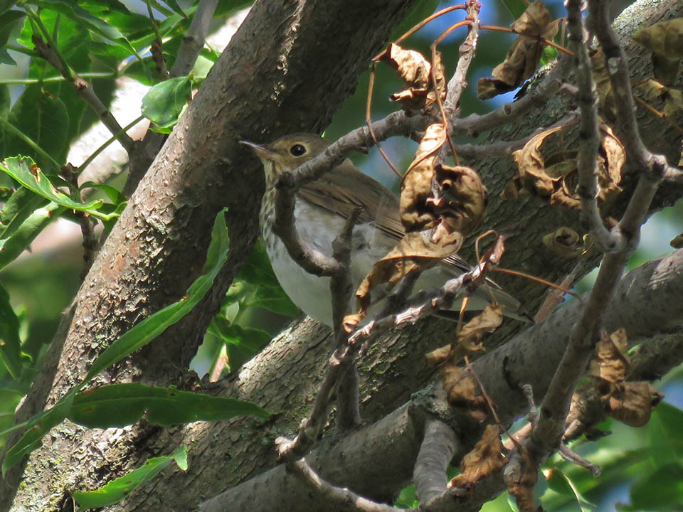 Swainsons Thrush 2019 9 7 Bay Beach Green Bay 5566