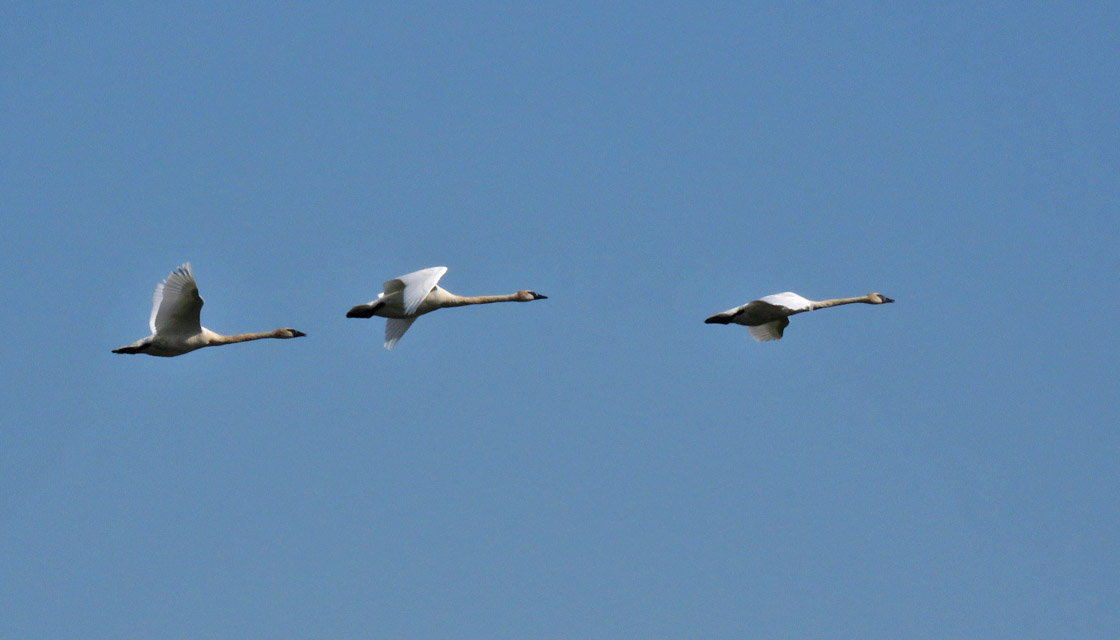 <b>Trumpeter Swan</b>s 2019 8 10 Horicon OldMarshRd 1870