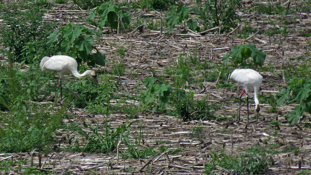 <b>Whooping Crane</b>s 2019 8 10 HwyZ Horicon 1952