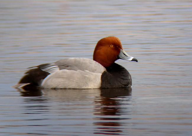 <b>Redhead</b>