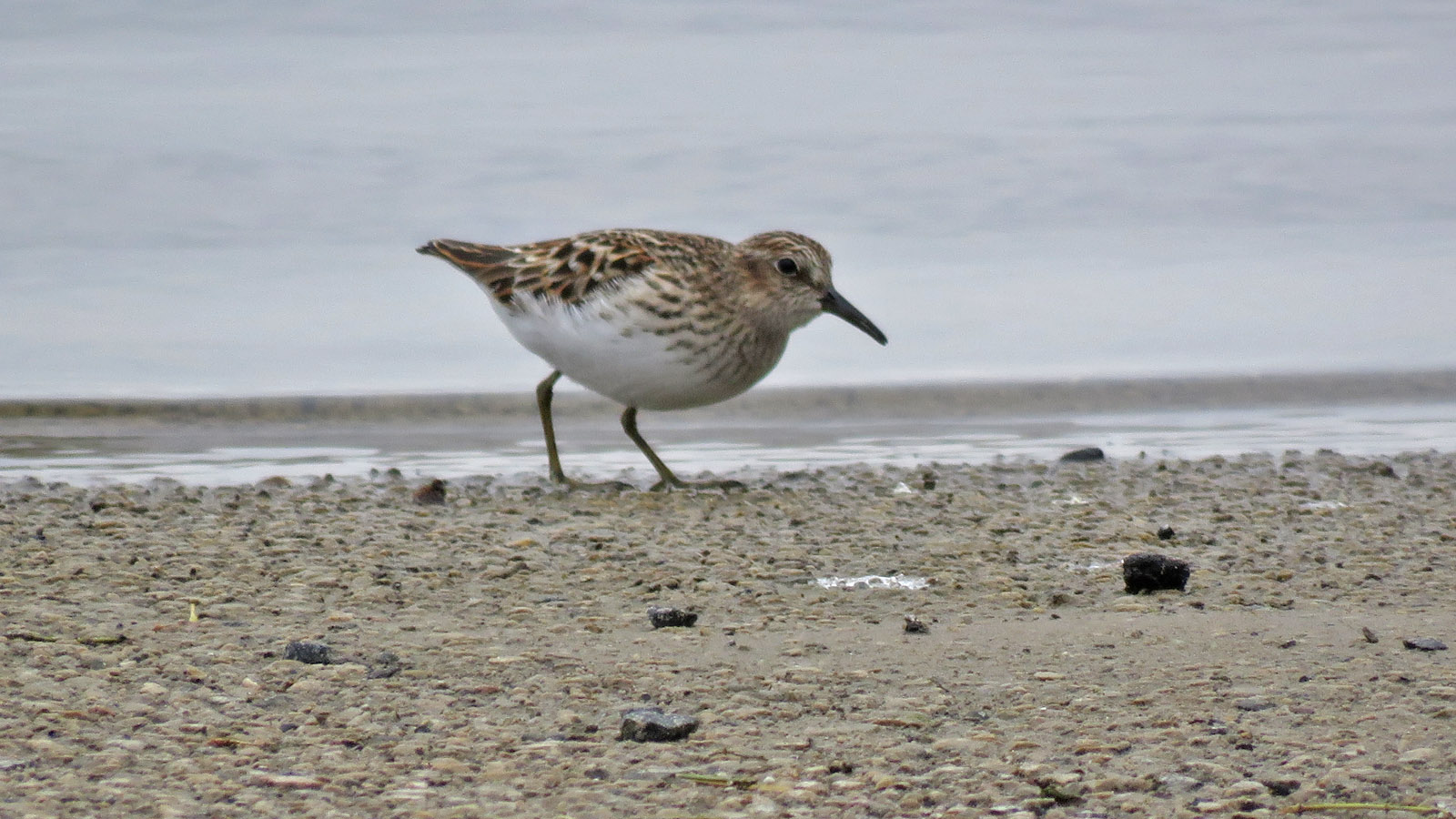 <b>Least Sandpiper</b> 2023 5 6 Marquette Lake Puckaway 5724