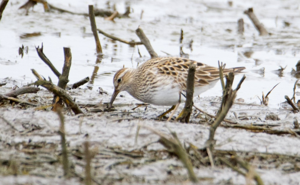 White River Marsh 2023 5 6 <b>Pectoral Sandpiper</b> Miller Rd at Hwy A taken by Kanayo Rolle