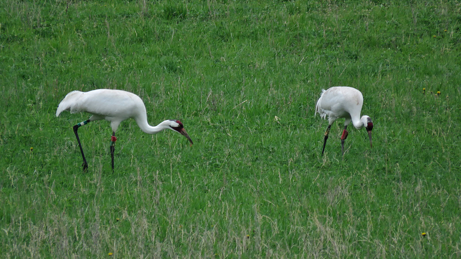 <b>Whooping Crane</b>s 2023 5 6 White R Marsh Hwy D 5720