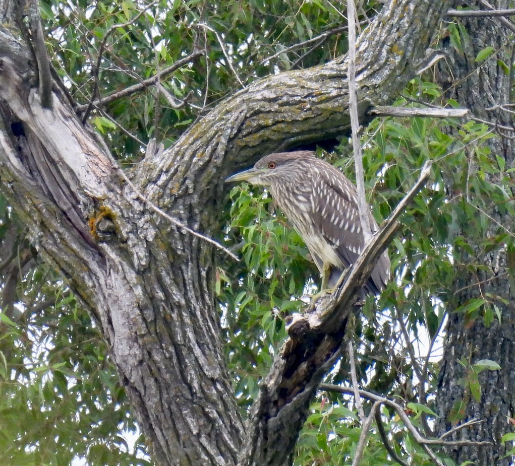 horicon 2022 8 14 Black crowned Night Heron juv Judith Harackiewicz