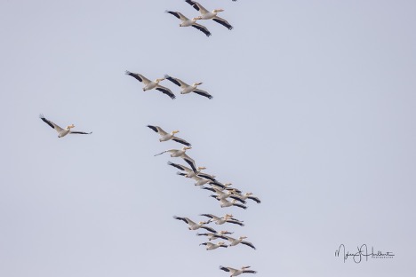 mead Pelicans