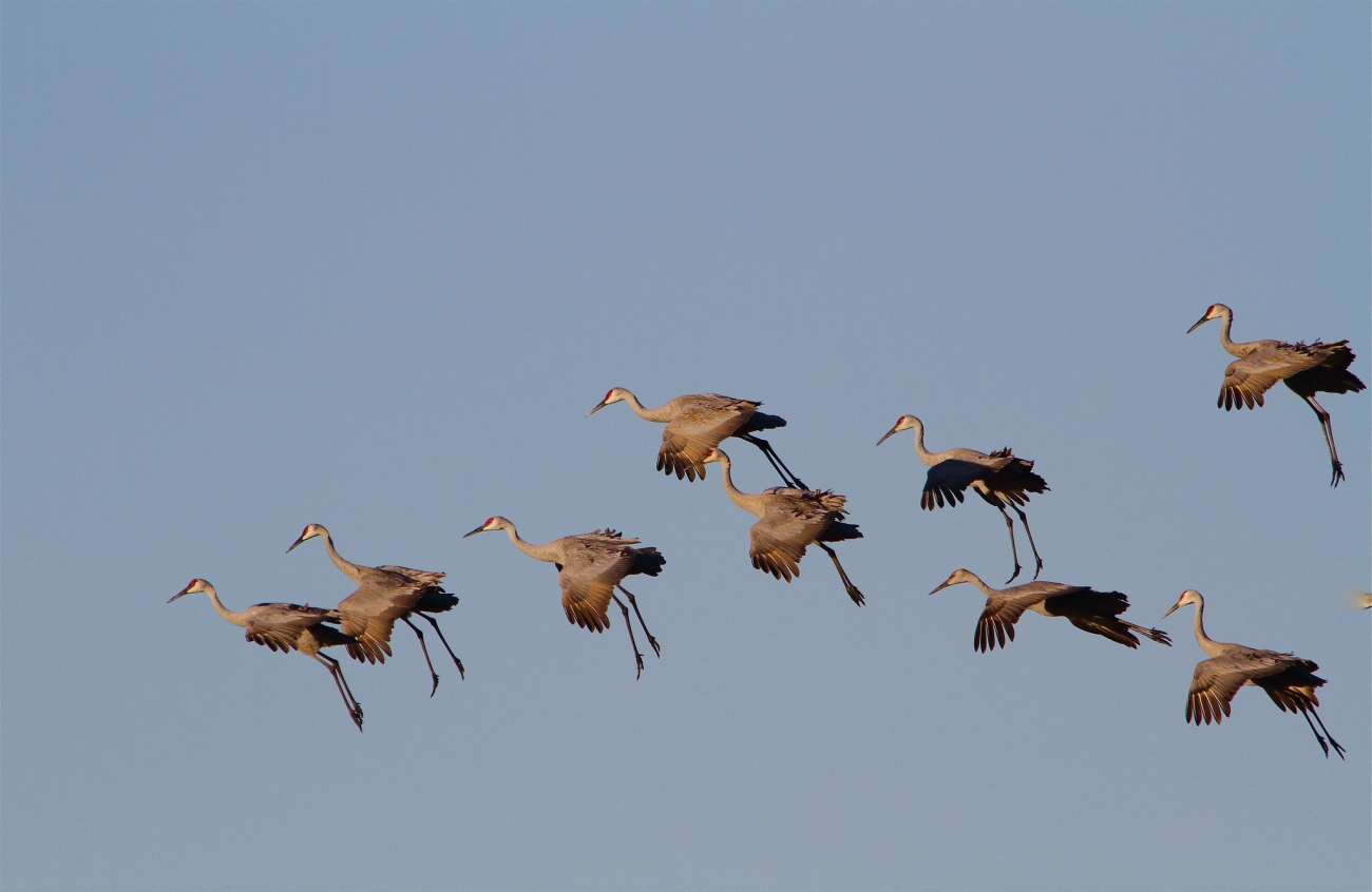 usfws sandhill crane group mary carlson usfwsjpg large